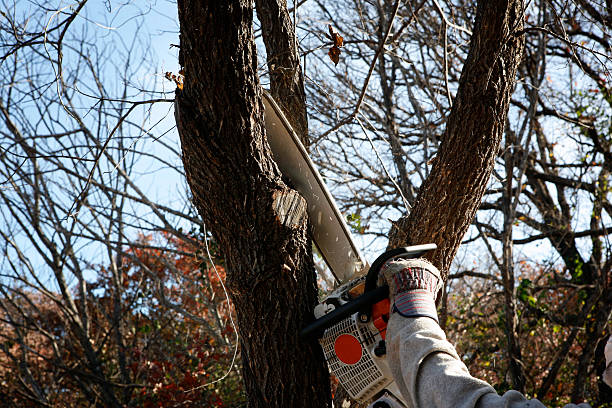 Trusted Pageland, SC Tree Removal Services Experts